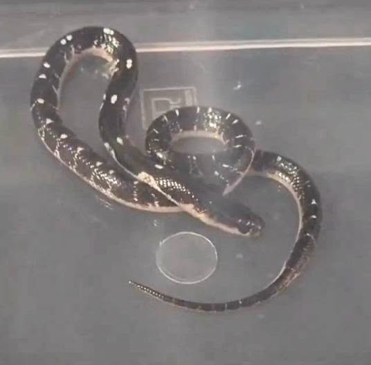 Love, Greed and Murder : Meerut Woman Allegedly Used Venomous Snake to Kill Husband for Insurance Money