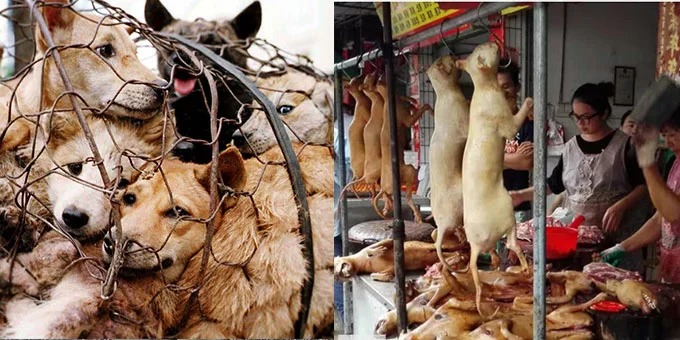A Festival That Shocked the World: Inside Yulin’s Controversial Dog Meat Tradition