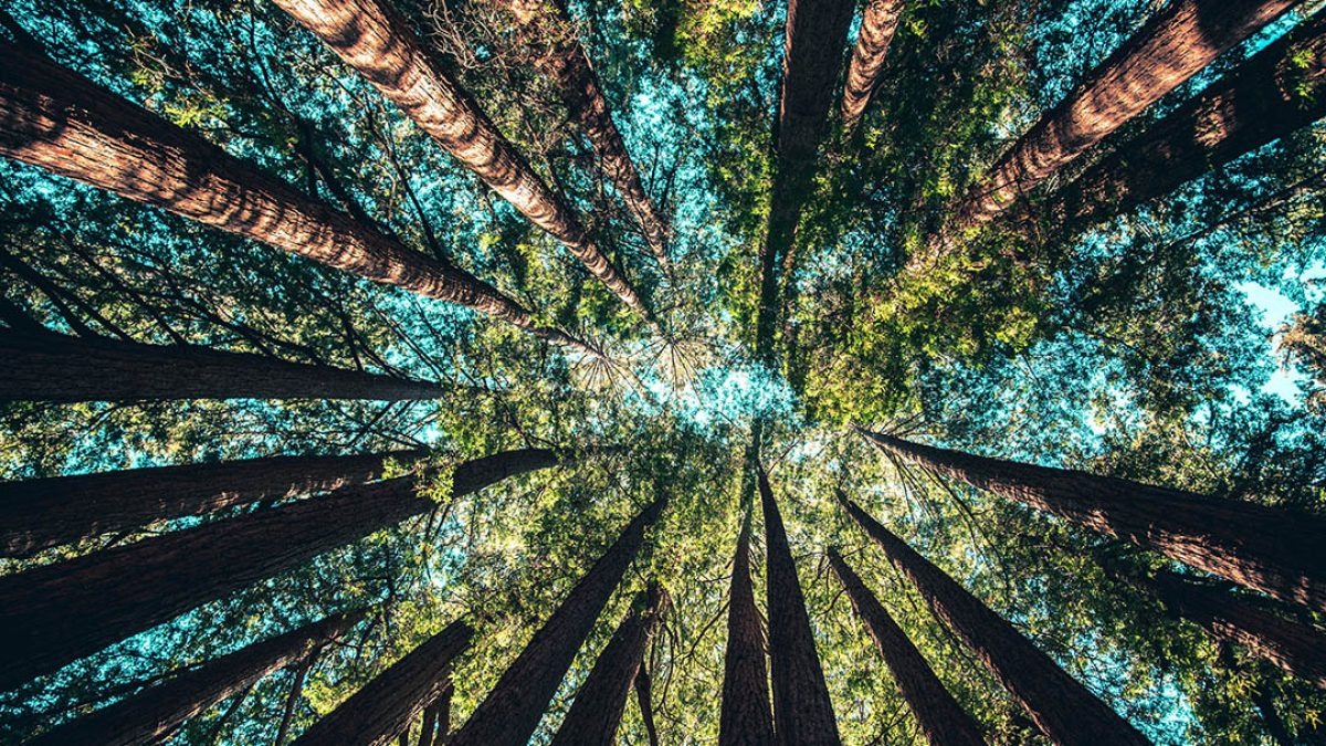 Nature’s Secret Alarm! African Acacia Trees Can ‘Warn’ Their Neighbours When Danger Strikes