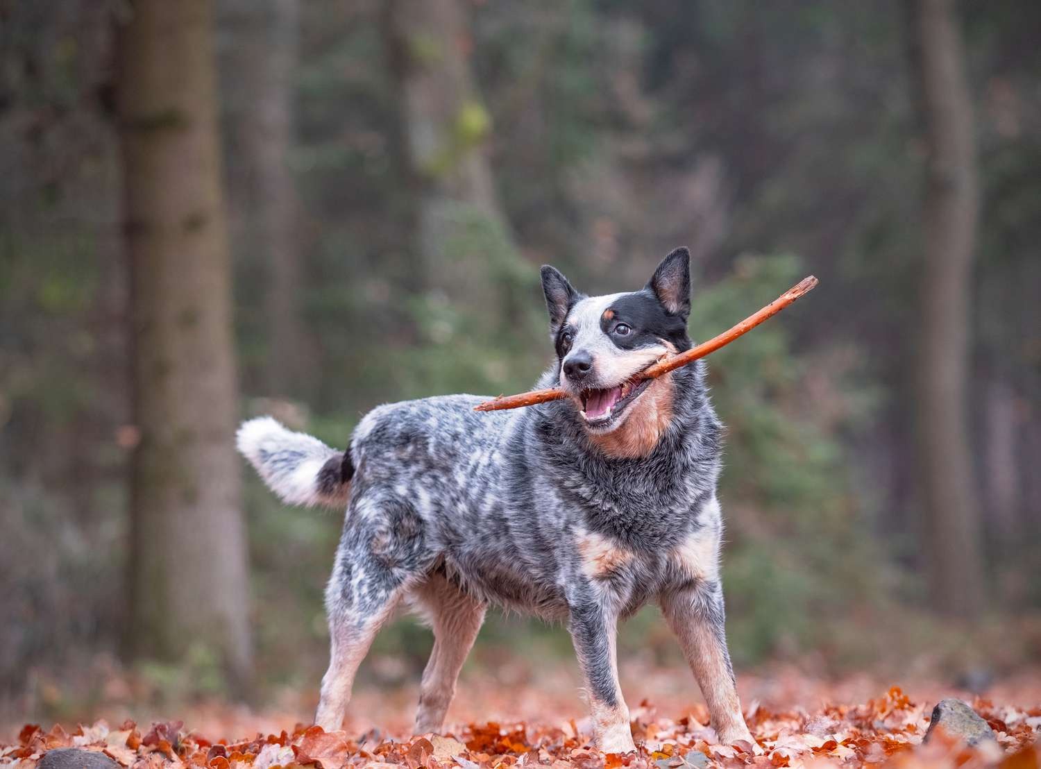 NEARLY 30 YEARS ON FOUR PAWS ! Meet Bluey, The Dog Who Defied Time