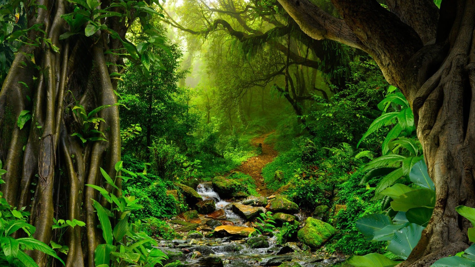 Most Dangerous Animals of the Amazon Rainforest: Meet Nature’s Deadliest Predators