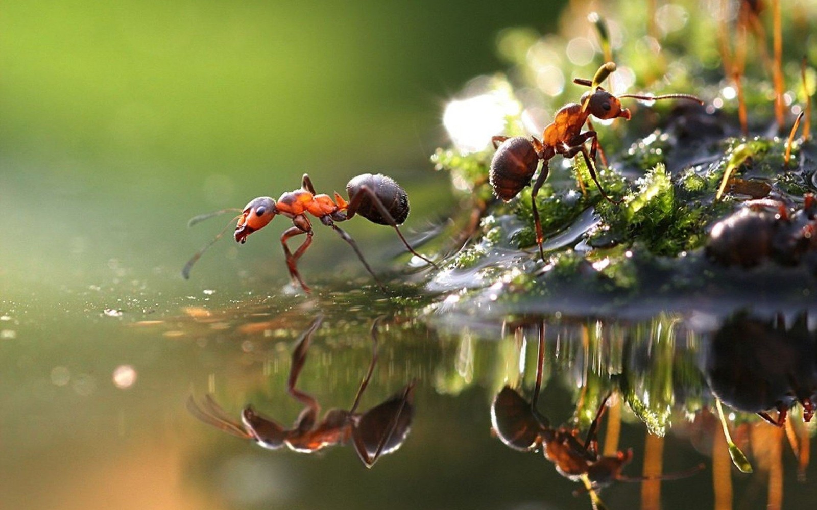 Did You Know ? Ants Don’t Have Lungs So How Do They Breathe ? The Tiny Creatures With a Remarkable Survival System
