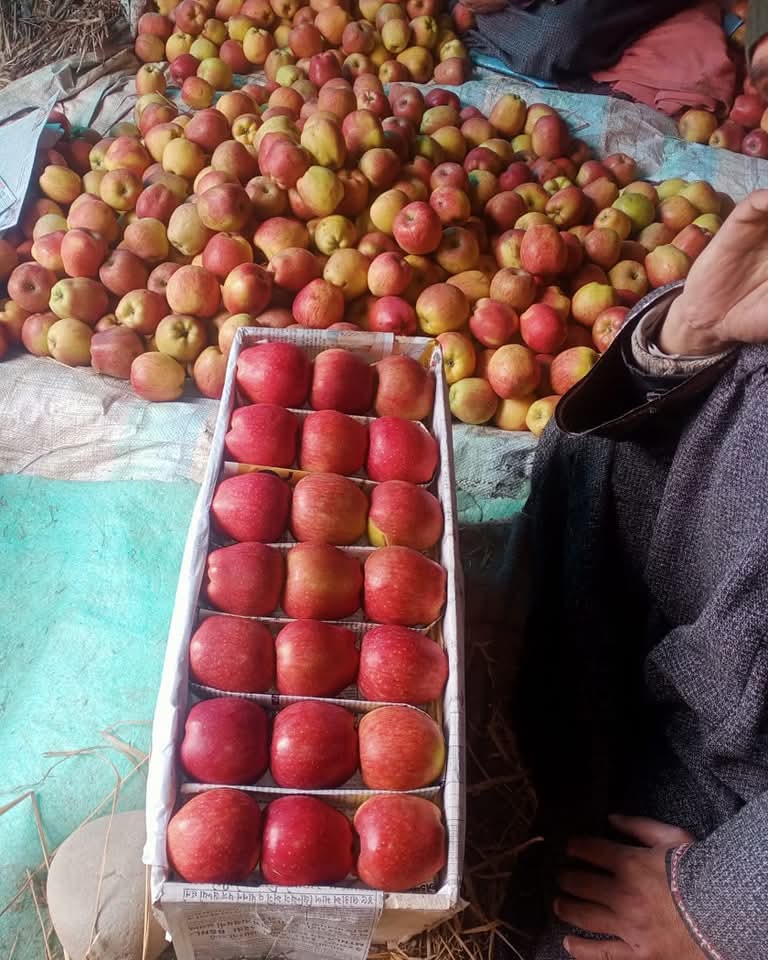 Apple Productivity Declines, Almond Cultivation Shrinks in J&K: NITI Aayog