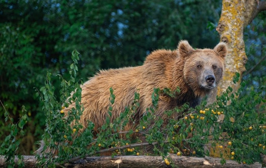Wildlife SOS Deploys Camera Traps at 4,000-Metre-Plus Himalayan Brown Bear Dens in Kashmir