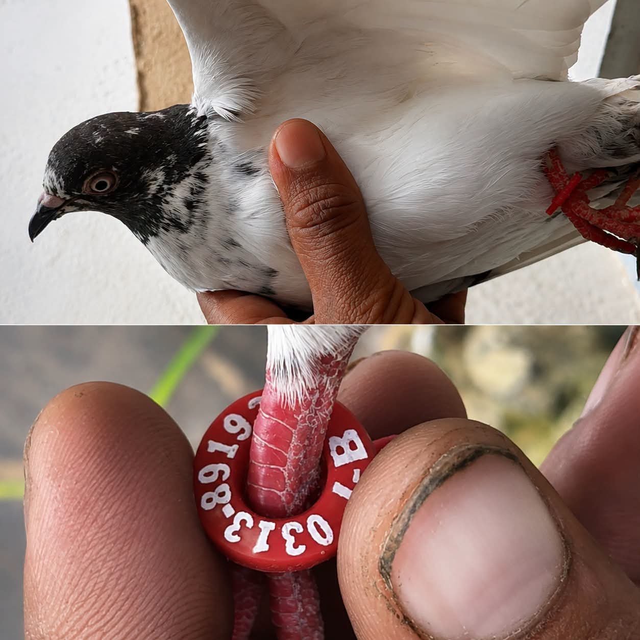 Suspicious Pigeon with Numbered Ring Found Near International Border in Samba