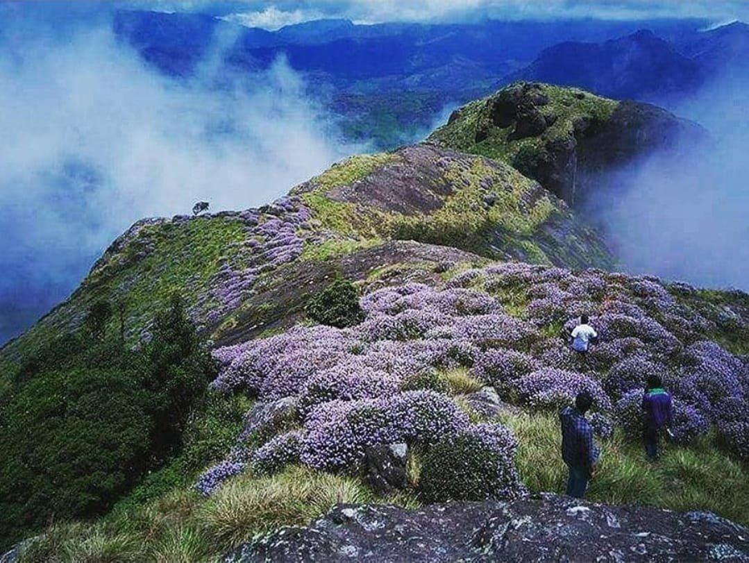 Rare Neelakurinji Flowers Bloom in Munnar After 12 Years