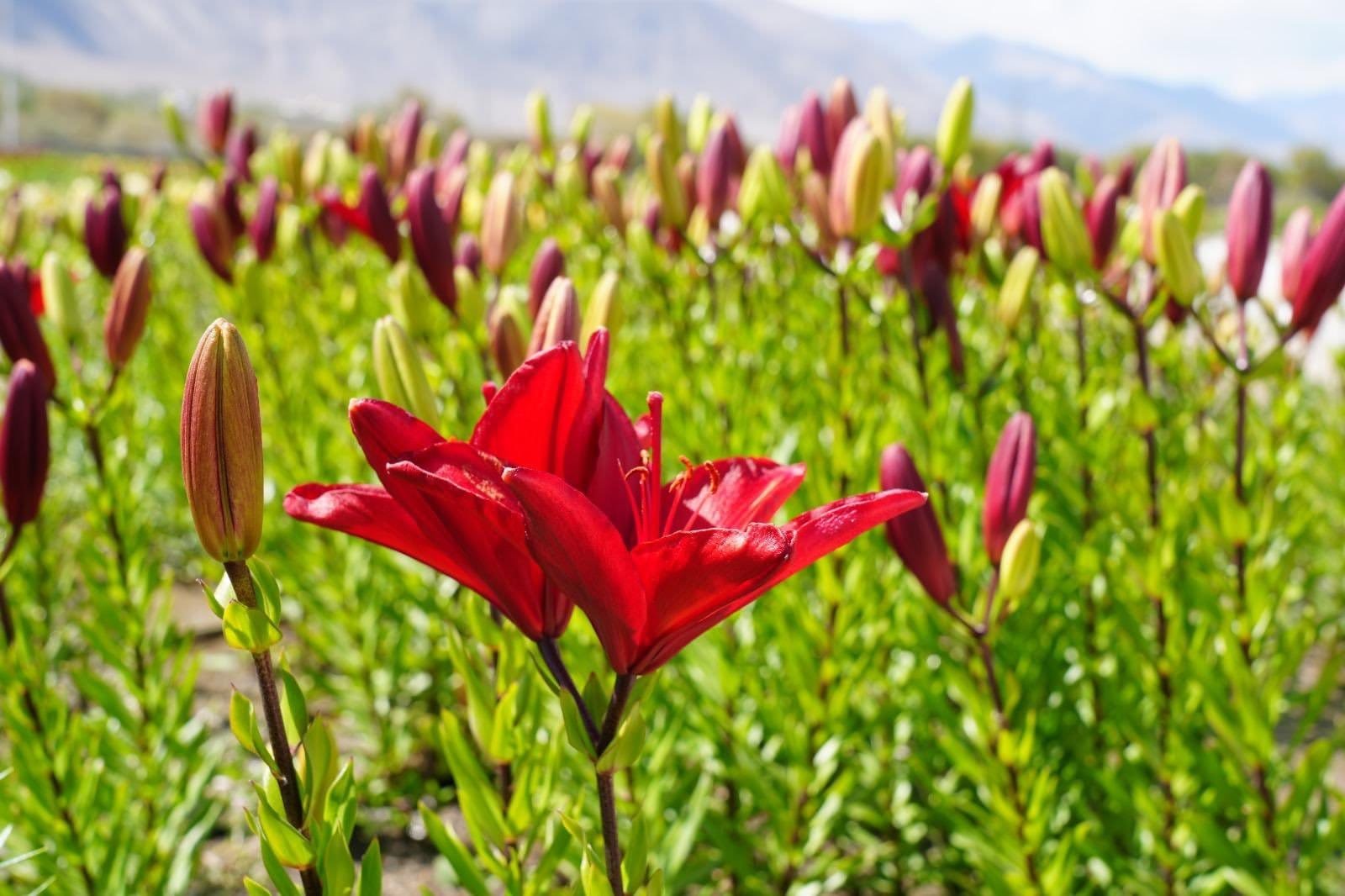 Ladakh’s High Altitude Lilium Flower Field Set for First Commercial Consignment to National Markets